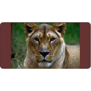 Lioness Centered Photo License Plate